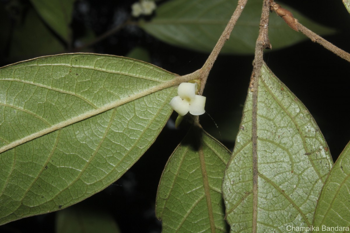 Diospyros acuminata (Thwaites) Kosterm.